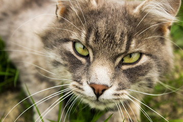 wild forest cute cat portrait on green grass