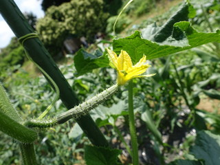 畑のキュウリ