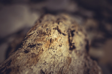 driftwood, washed up by the sea on a pebble beach