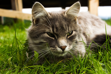wild forest cute cat portrait on green grass