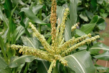 トウモロコシの雄しべ