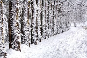 Row of trees Leading to sunlight in winter