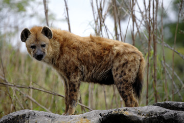 A Spotted Hyena
