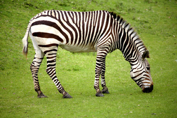 Fototapeta na wymiar Hungry lonely zebra