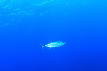 Tuna fish 