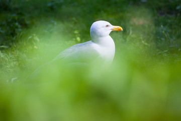 beautiful white seagull on the grass