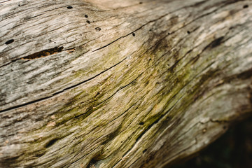 Textures of old and aged  wood and tree trunks