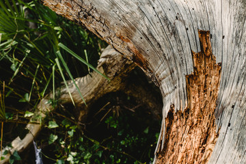 Textures of old and aged  wood and tree trunks