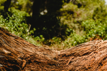 Textures of old and aged  wood and tree trunks