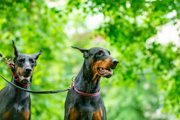 two black dobermans sitting on the grass