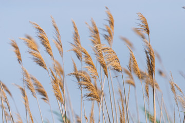 Obraz premium Seedy reed stalks on blue sky background