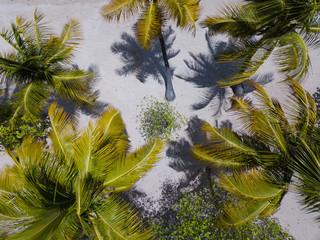 Aerial view of palm trees on a caribbean island with a white sand beach and turquoise water- Sint-Vincent and the Grenadines