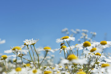 Fototapeta na wymiar summer meadow with camomile flowers against blue sky
