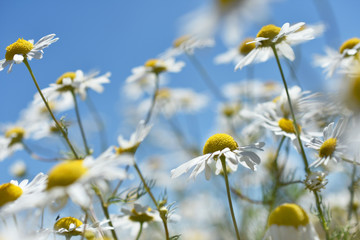 summer meadow with camomile flowers against blue sky