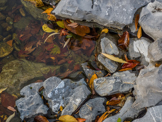 Autumn Leaves on Rocks in Pond
