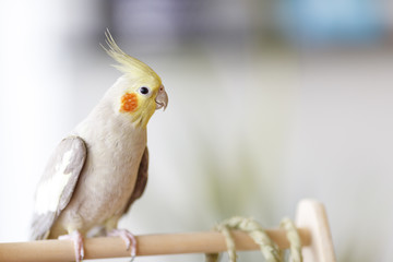 オカメインコ