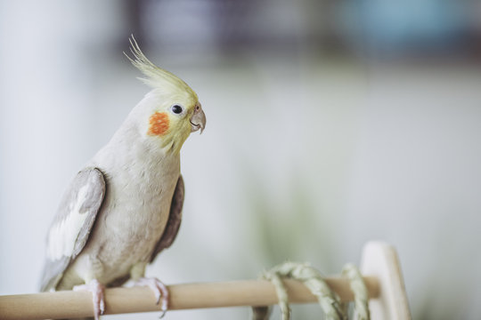 オカメインコ Images – Browse 705 Stock Photos, Vectors, and Video