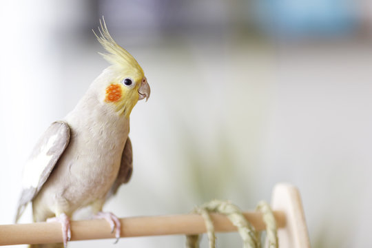 オカメインコ