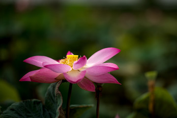 Red lotus flower.