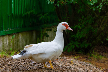Naklejka na ściany i meble White duck in village