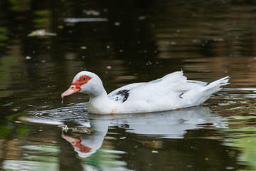 White duck in village