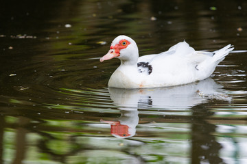 White duck in village