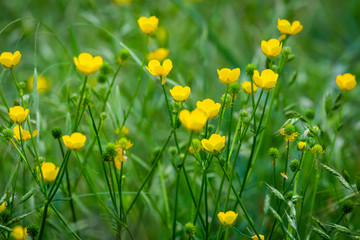 Yellow dandelions. Bright flowers dandelions on background of green spring meadows