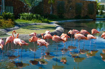 Flamingo