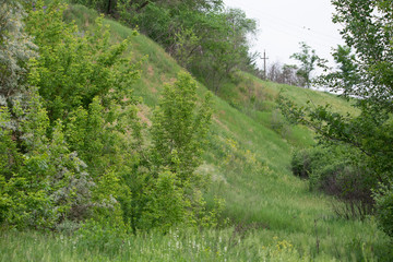 Fototapeta na wymiar Green hills and wild flowers in the beginning of summer