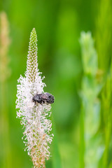 Black insect on a plantain flower