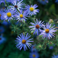 asters