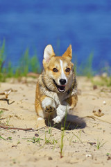 Cute Welsh Corgi Pembroke puppy running outdoors on a sandy beach in summer