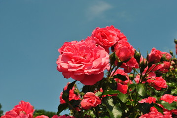 Róże na tle pogodnego nieba