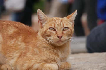 Cat in Grenada