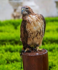 eagle in captivity