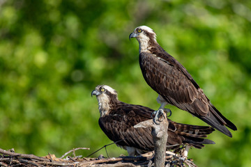 Osprey Pair in the Nest over the Potomac River