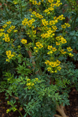 Rutacea plant with flowers