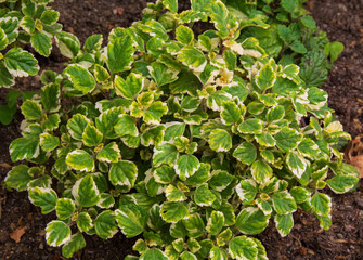 Incense plant with flowers