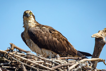 Perched Osprey on Nest