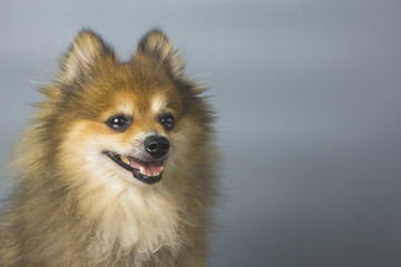 Pomeranian dogs are happy on a gray backdrop.