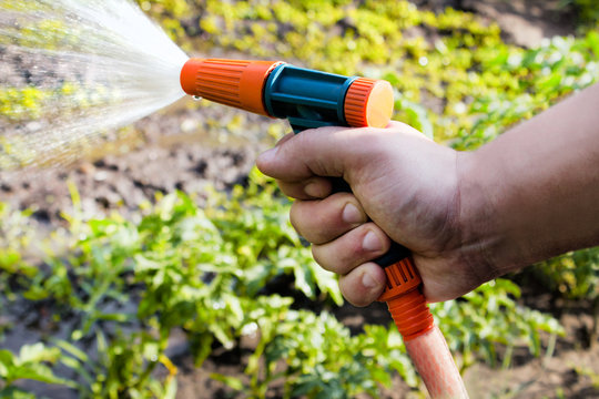 Photo of a male hand working with spray water gun on agricultural land with sprouts and seedlings background.