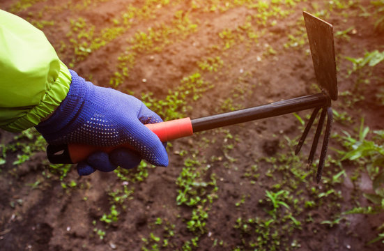 Agricultural photo of a gardener hand in green jacket holding metal hoe tool on ground with sprouts background.
