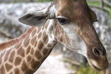 Closeup giraffe head with a funny activities of it