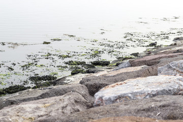 Some Moss on Stones at Seaside