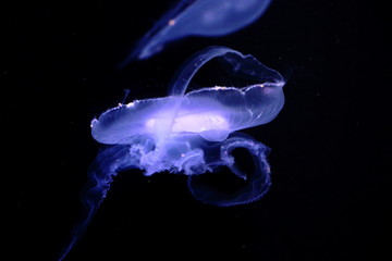 Jellyfish