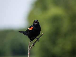 Angry Blackbird Protecting Young Ones Below