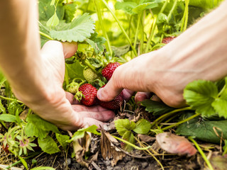 close up person gathering strawberry berries growing in garden