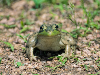 Isolated Green Frog On Gravel