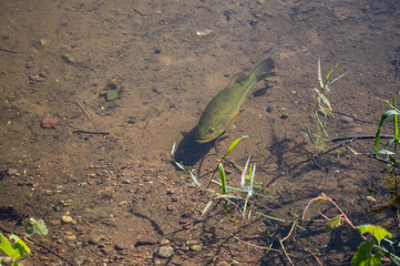Bass In Pond