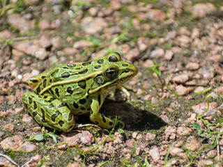 Isolated Green Frog Looking Right On Gravel